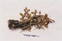 藏品(鞭枝多枝苔)的圖片